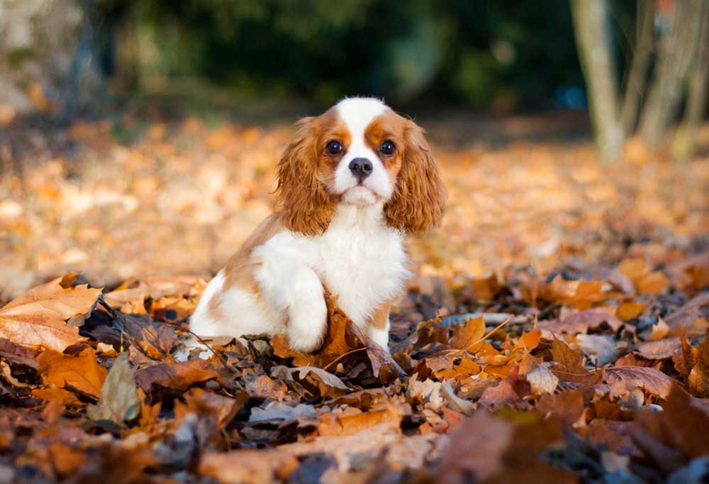 Mennyibe Ker lnek A King Charles Cavalier K lyk k PatchPuppy 