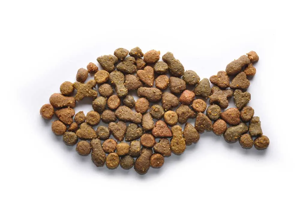 Kibble arranged to look like a fish on a white background