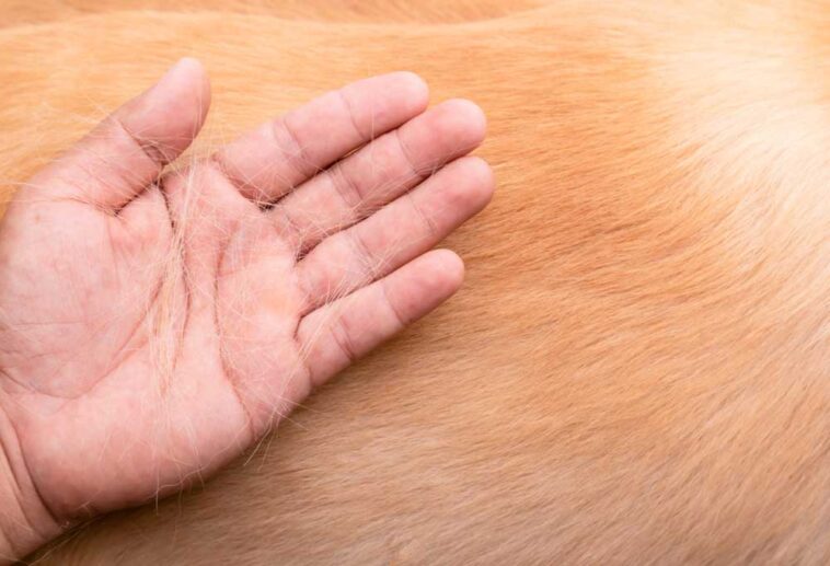 Labrador Retriever vs. Golden Retriever Shedding