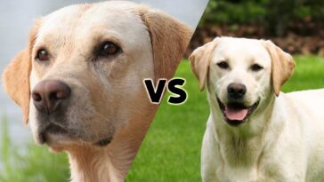 English Labrador Retriever Vs American Labrador Retriever Patchpuppy Com