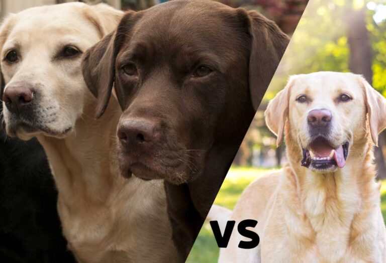 Differenza Tra Labrador E Labrador Retriever