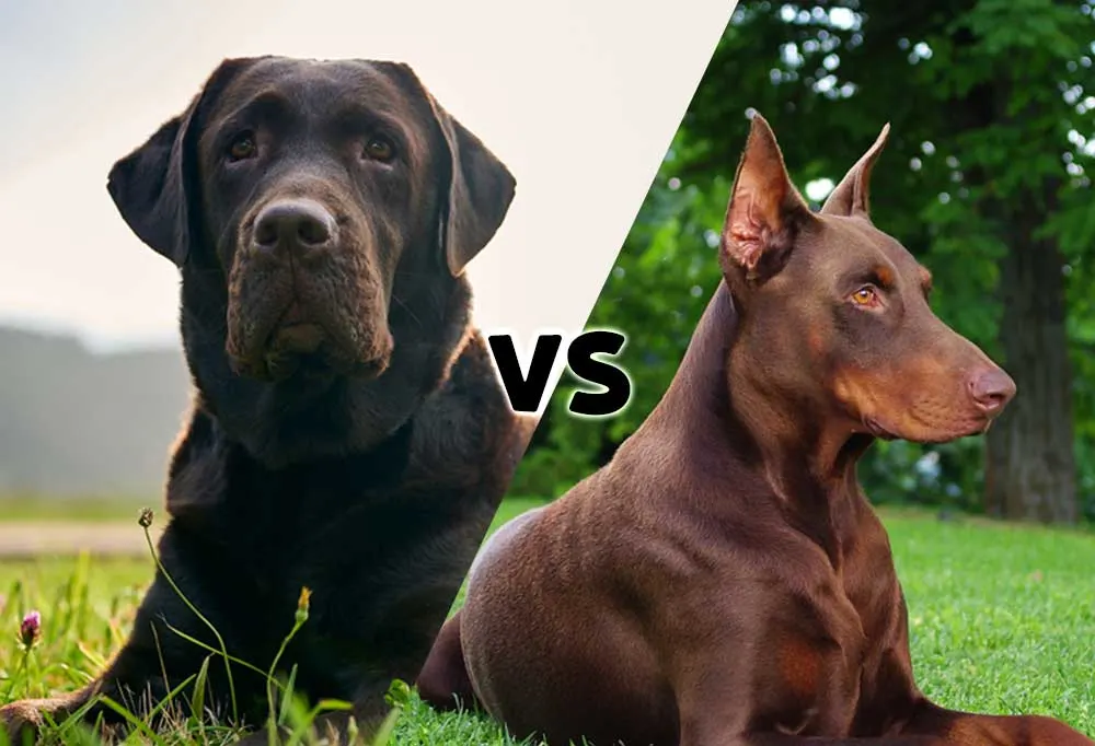 Photos of a chocolate Lab and a photo of a Doberman Pinscher meeting in the middle on the diagonal with the letters VS in the middle
