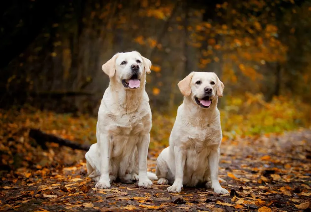 2 Yellow labs sitting on a dirt road in the autumn woods  with colorful leaves scattered
