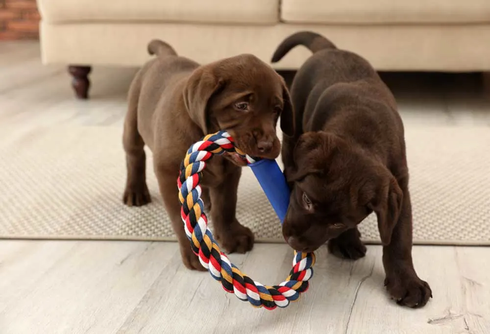 2 chocolate labs in a home living room tugging on the same toy