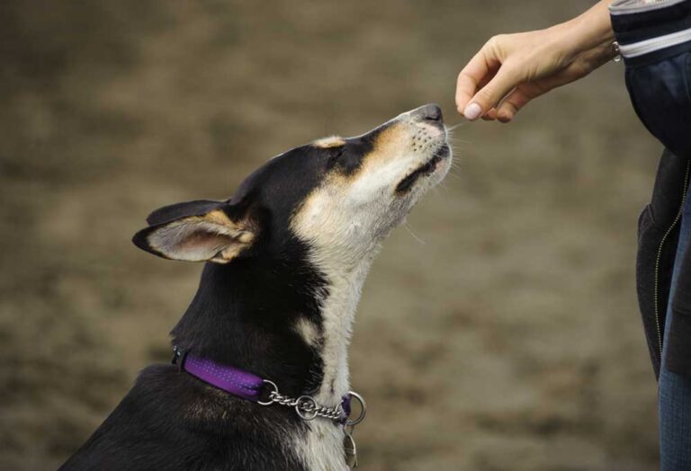 Help! My Senior Dog is Always Hungry