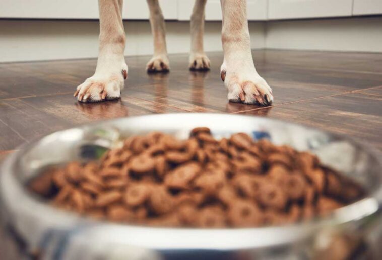 How to Help a Dog Express Glands Naturally?