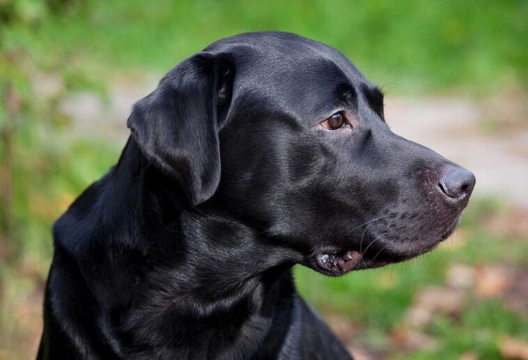 Labrador Retriever vs. Rhodesian Ridgeback - PatchPuppy.com
