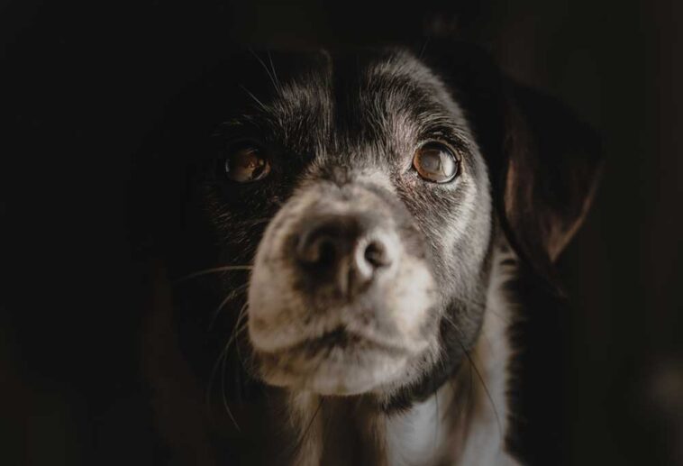 Help! My Senior Dog is Licking the Floor