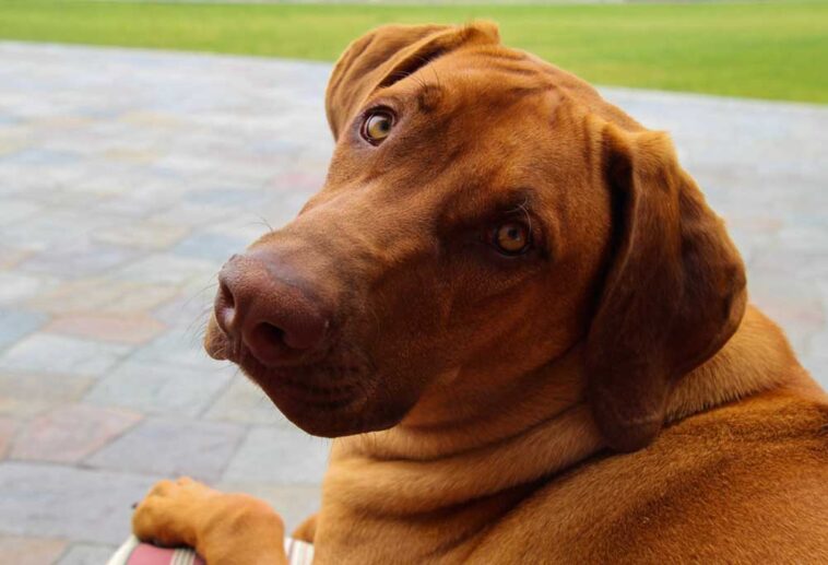 Labrador Retriever vs. Rhodesian Ridgeback - PatchPuppy.com