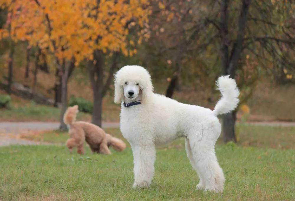 Standard White Poodle playing outdoors with a Standard Red Poodle