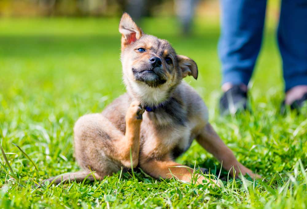German Shepherd puppy sitting in grass scratching its chin