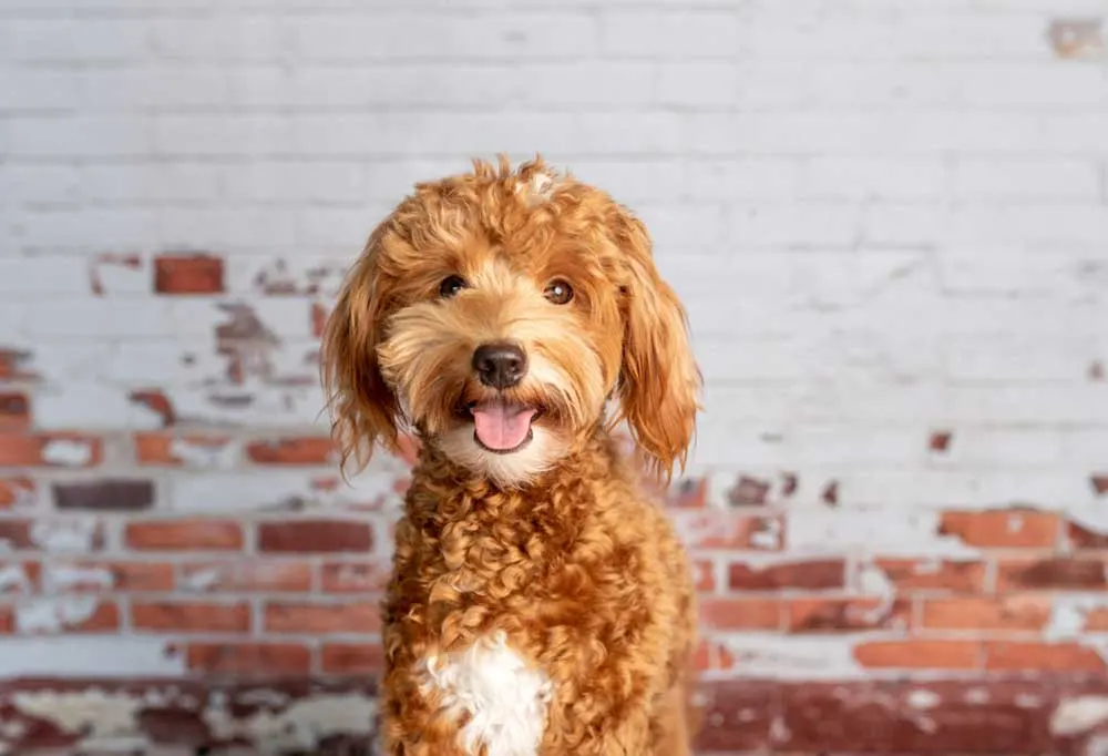 A red colored goldendoodle in front of a brick wall