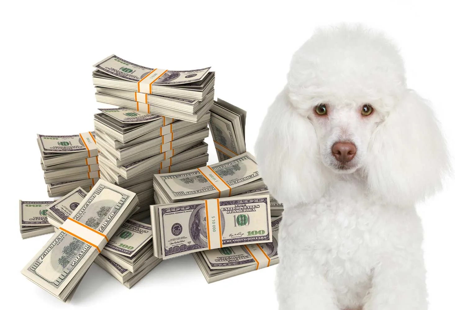 White poodle isolated in front of a pile of cash