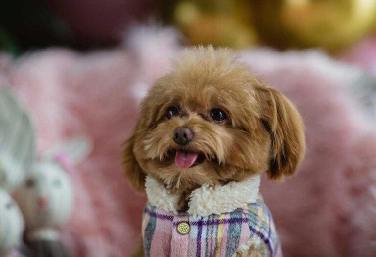 How Long Do Teacup Poodles Live PatchPuppy