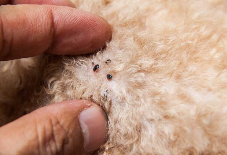 Can Fleas Jump to Humans?