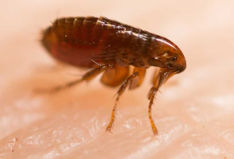 How Long Do Fleas Live on Humans?
