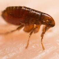 Single flea on human skin
