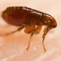 Single flea on human skin