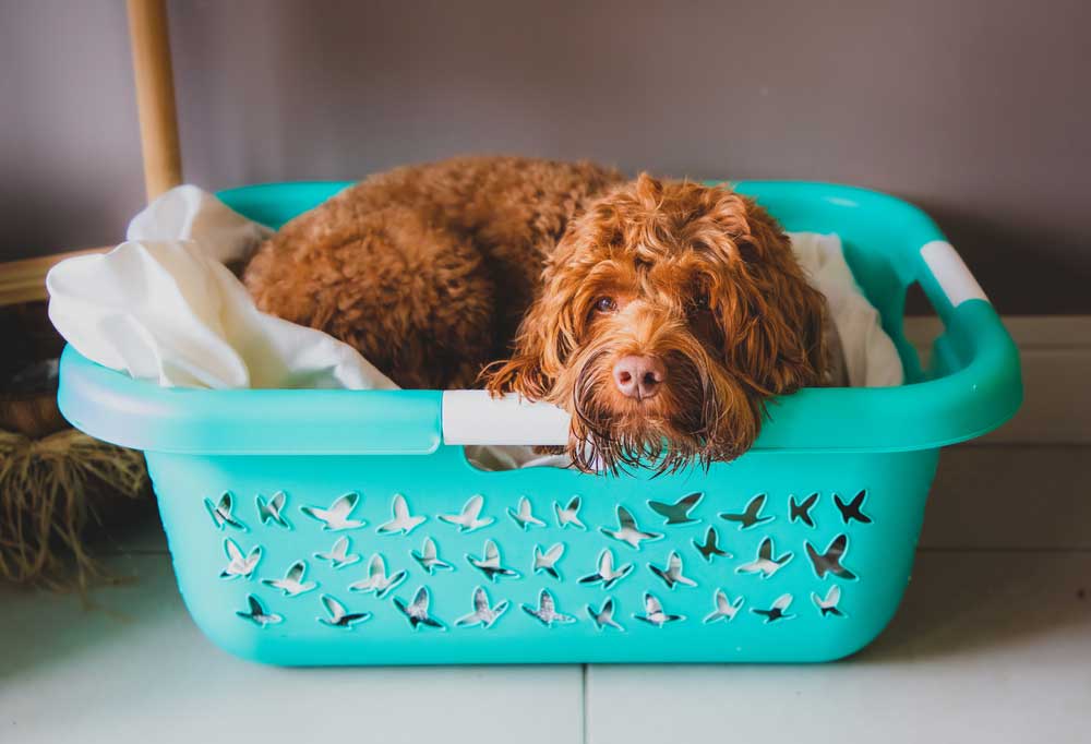 Shaggy red dog laying in a clothes basket on top of laundry
