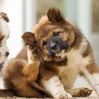 Long haired puppy scratching behind its ear