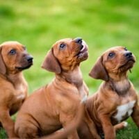 3 hound puppies sitting in grass