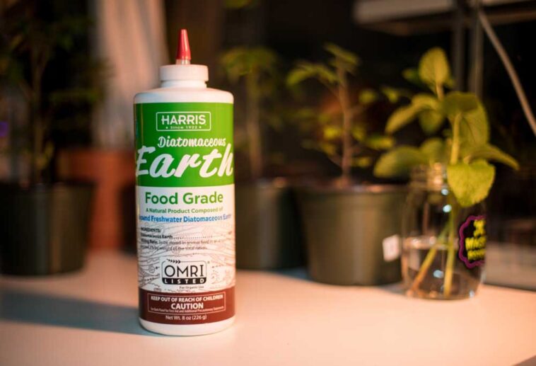How to Use Diatomaceous Earth for Fleas in Your House?