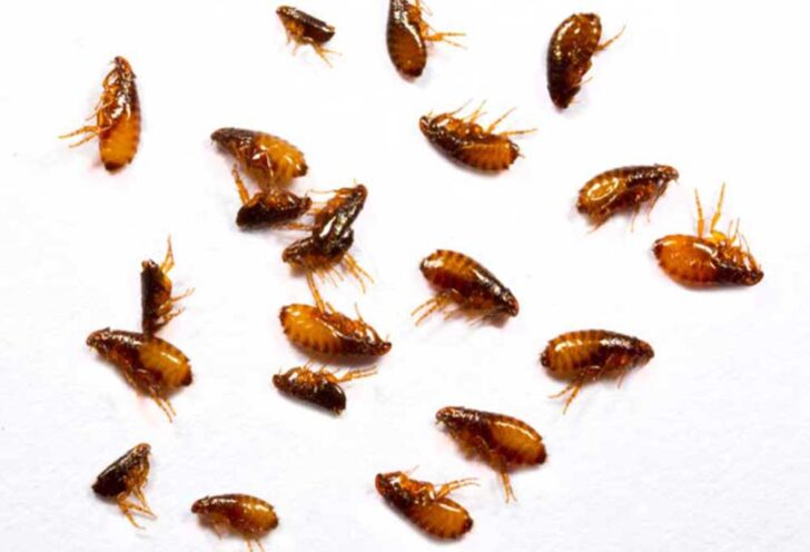 Flea Eggs And Larvae Treatment Diatomaceous Earth photo