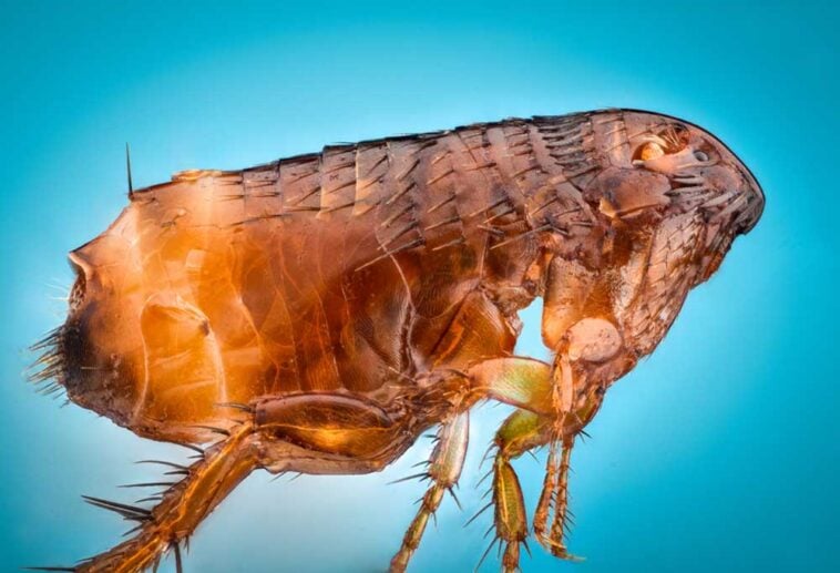 How Far Can Fleas Jump?