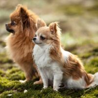 Long haired chihuahua and a pomeranian sitting side by side outdoors