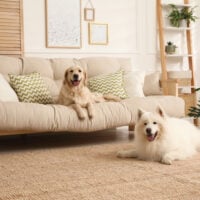 2 dogs resting in a Livingroom setting