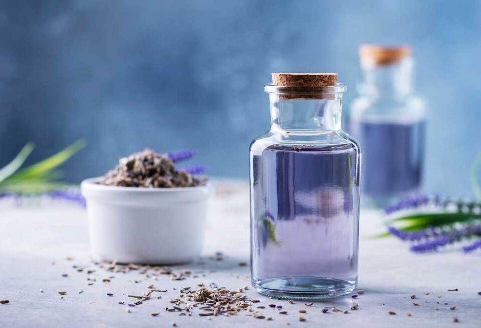 How Do You Use Lavender Oil on Dogs for Fleas?