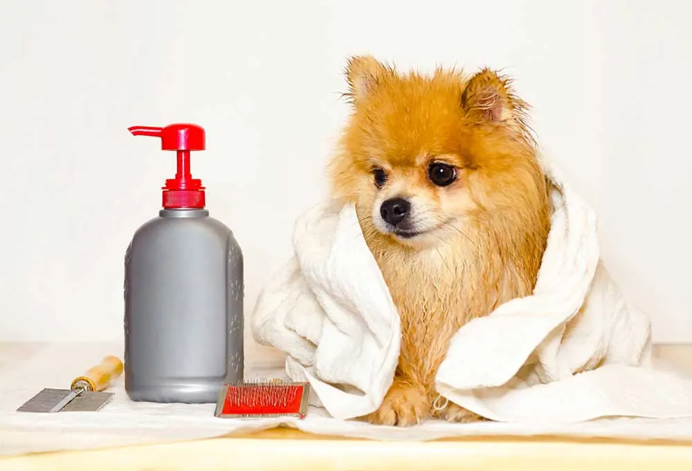 Wet pomeranian wrapped in a towel sitting next to a bottle of shampoo and a flea comb