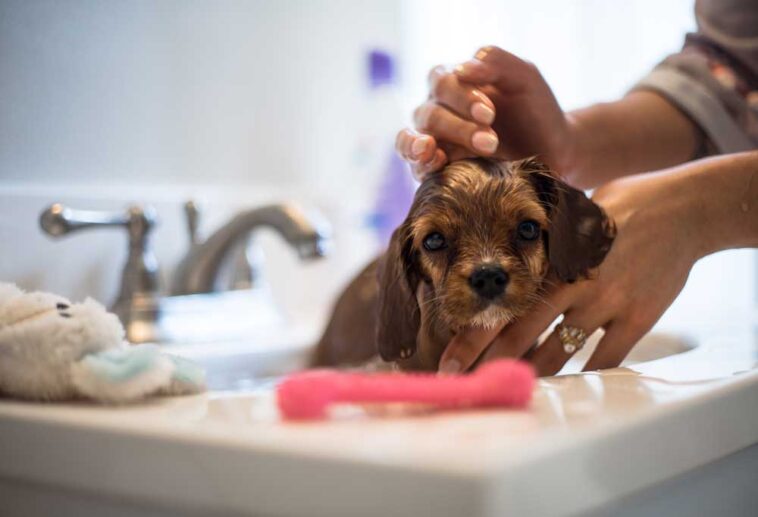 Best Flea Shampoo for Puppies Under 12 Weeks