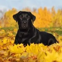 Black Labrador Retriever laying in yellow autumn leaves