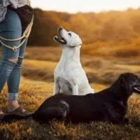 Person standing in an autumn landscape with a white labrador facing the person and a black god laying on the ground facing away from the person.