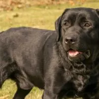 Black Lab outdoors in a field