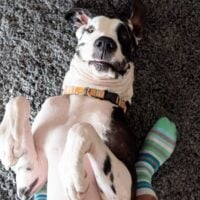 Great Dane laying on its back on carpet
