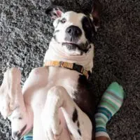 Great Dane laying on its back on carpet