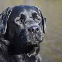 Close up portrait of the head of a black labrador retriever