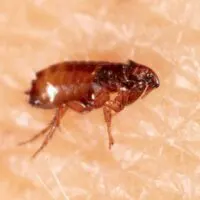 Flea on human skin