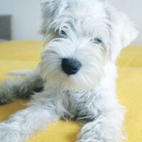 Small white shaggy dog laying on a bed