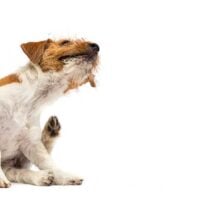 Jack Russell Terrier isolated on a white background, scratching with his hind leg