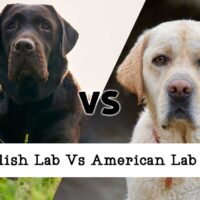 a picture of a chocolate lab and a yellow lab meeting in the middle on the diagonal with VS in the middle and a title on the bottom that reads 