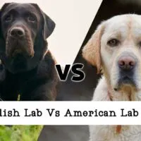a picture of a chocolate lab and a yellow lab meeting in the middle on the diagonal with VS in the middle and a title on the bottom that reads 