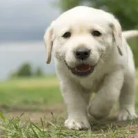 Yellow Labrador puppy walking towards the camera through grass