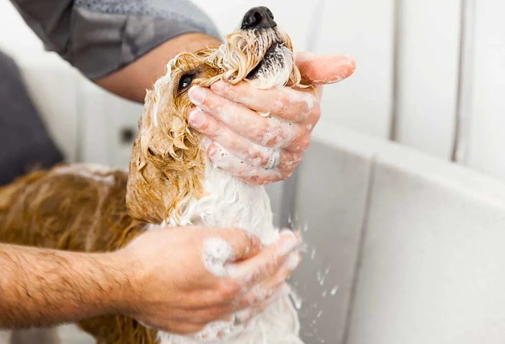 Dog getting a bath