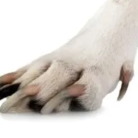 White dog paw with long nails, isolated on a white background