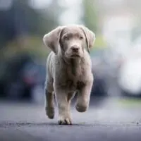 Silver Lab Puppy running on asphalt