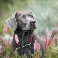 Silver lab sitting in a patch of wildflowers