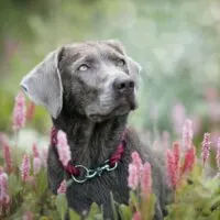 Silver lab sitting in a patch of wildflowers